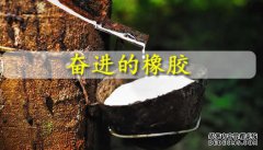 奮進(jìn)的橡膠